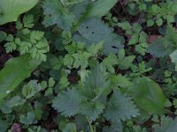 Chaerophyllum temulum 14, Dolle kervel, Saxifraga-Hans Boll