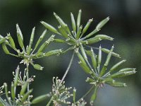 Chaerophyllum temulum 8, Dolle kervel, Saxifraga-Peter Meininger