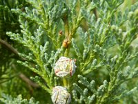 Chamaecyparis lawsoniana 4, Californische cipres, Saxifraga-Rutger Barendse