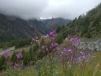 Chamaenerion angustifolium 18, Wilgenroosje, Saxifraga-Willem van Kruijsbergen