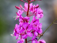 Chamaenerion angustifolium 33, Wilgenroosje, Saxifraga-Bart Vastenhouw