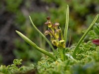 Chamorchis alpina 10 Saxifraga-Luuk Vermeer