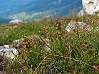 Chamorchis alpina 2, Saxifraga-Hans Dekker