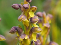 Chamorchis alpina 5, Saxifraga-Hans Dekker