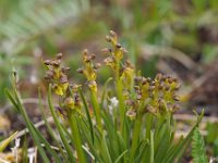 Chamorchis alpina 7, Saxifraga-Hans Dekker