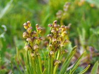 Chamorchis alpina 9, Saxifraga-Hans Dekker