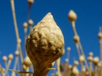 Cheirolophus teydis 2, Saxifraga-Ed Stikvoort
