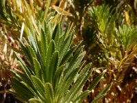 Cheirolophus teydis 3, Saxifraga-Ed Stikvoort