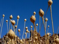 Cheirolophus teydis 4, Saxifraga-Ed Stikvoort