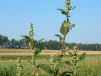 Chenopodium album 14, Melganzenvoet, Saxifraga-Ed Stikvoort