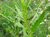 Chenopodium ambrosioides 10, Welriekende ganzenvoet, Saxifraga-Rutger Barendse