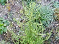 Chenopodium ambrosioides 15, Welriekende ganzenvoet, Saxifraga-Rutger Barendse