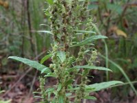 Chenopodium ambrosioides 2, Welriekende ganzenvoet, Saxifraga-Rutger Barendse
