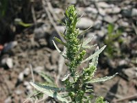 Chenopodium ambrosioides 5, Welriekende ganzenvoet, Saxifraga-Jasenka Topic