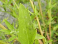 Chenopodium berlandieri 2, Texaanse ganzenvoet, Saxifraga-Rutger Barendse
