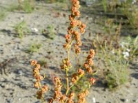 Chenopodium berlandieri 5, Texaanse ganzenvoet, Saxifraga-Rutger Barendse