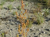 Chenopodium berlandieri 6, Texaanse ganzenvoet, Saxifraga-Rutger Barendse