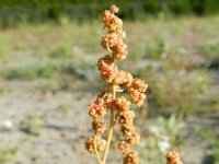 Chenopodium berlandieri 7, Texaanse ganzenvoet, Saxifraga-Rutger Barendse