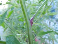 Chenopodium berlandieri 9, Texaanse ganzenvoet, Saxifraga-Rutger Barendse