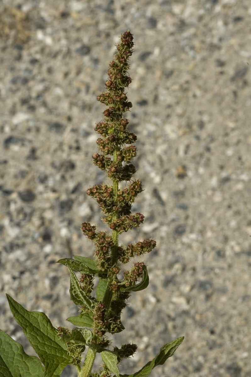 Graines D'Herbe Du Bon Henri (Chenopodium Bonus-henricus) Bio - Environ 90 Graines, Plante Sauvage Comestible