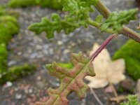 Chenopodium botrys 1, Druifkruid, Saxifraga-Rutger Barendse