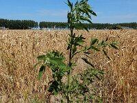 Chenopodium ficifolium 11, Stippelganzenvoet, Saxifraga-Ed Stikvoort : Franse boekweit Nieuwvliet-Bad s9900