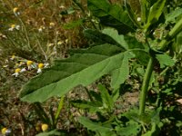 Chenopodium ficifolium 15, Stippelganzenvoet, Saxifraga-Ed Stikvoort : Franse boekweit Nieuwvliet-Bad s9900