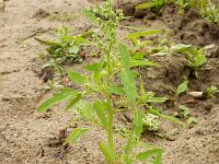 Chenopodium ficifolium 19, Stippelganzenvoet, Saxifraga-Ed Stikvoort