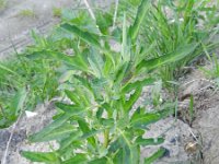 Chenopodium ficifolium 5, Stippelganzenvoet, Saxifraga-Rutger Barendse
