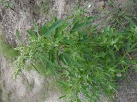 Chenopodium ficifolium 7, Stippelganzenvoet, Saxifraga-Peter Meininger