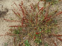 Chenopodium foliosum 1, Rode aardbeispinazie, Saxifraga-Piet Zomerdijk