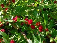 Chenopodium foliosum 13, Rode aardbeispinazie, Saxifraga-Hans Grotenhuis