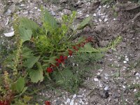 Chenopodium foliosum 4, Rode aardbeispinazie, Saxifraga-Peter Meininger