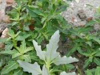 Chenopodium glaucum 11, Zeegroene ganzenvoet, Saxifraga-Rutger Barendse