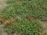 Chenopodium glaucum 15, Zeegroene ganzenvoet, Saxifraga-Hans Boll