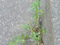 Chenopodium glaucum 16, Zeegroene ganzenvoet, Saxifraga-Rutger Barendse