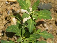 Chenopodium glaucum 3, Zeegroene ganzenvoet, Saxifraga-Branko Bakan