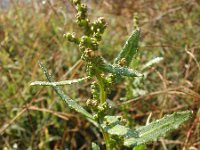 Chenopodium glaucum 5, Zeegroene ganzenvoet, Saxifraga-Jasenka Topic