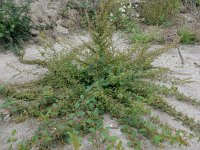 Chenopodium polyspermum 12, Korrelganzenvoet, Saxifraga-Peter Meininger