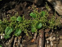 Chenopodium polyspermum 8, Korrelganzenvoet, Saxifraga-Rutger Barendse