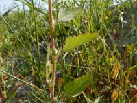 Chenopodium probstii 16, Saxifraga-Ed Stikvoort