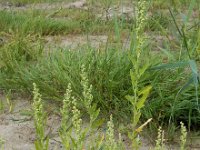 Chenopodium probstii 17, Saxifraga-Ed Stikvoort