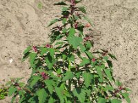 Chenopodium probstii 2, Saxifraga-Rutger Barendse