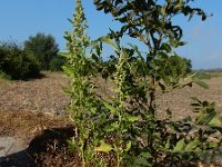 Chenopodium probstii 9, Saxifraga-Ed Stikvoort