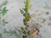Chenopodium pumilio 2, Liggende ganzenvoet, Saxifraga-Rutger Barendse