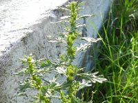 Chenopodium pumilio 5, Liggende ganzenvoet, Saxifraga-Rutger Barendse
