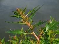 Chenopodium rubrum 13, Rode ganzenvoet, Saxifraga-Ed Stikvoort