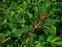 Chenopodium rubrum 17, Rode ganzenvoet, Saxifraga-Ed Stikvoort