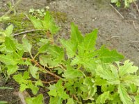 Chenopodium rubrum 19, Rode ganzenvoet, Saxifraga-Rutger Barendse