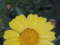 Chrysanthemum coronarium 1, Saxifraga-Rutger Barendse